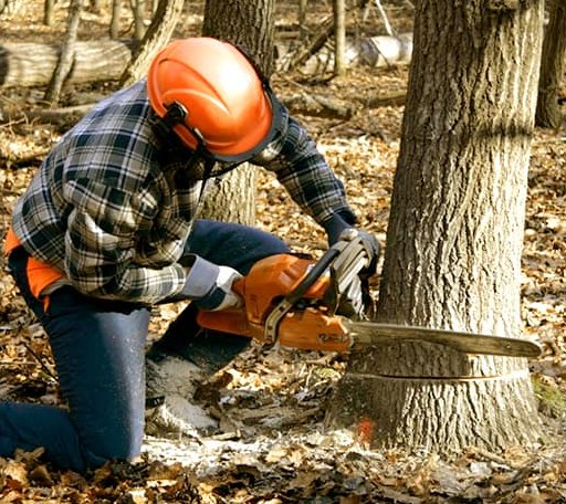 Tree Removal in Amawalk, NY